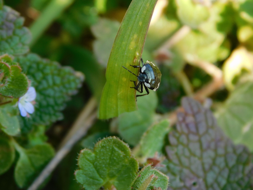 Tritomegas bicolor - foltos földipoloska