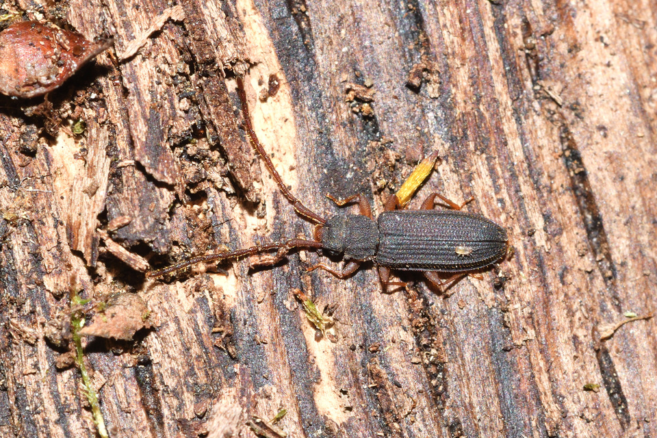 Uleiota planatus - hosszúcsápú fogasnyakú-lapbogár