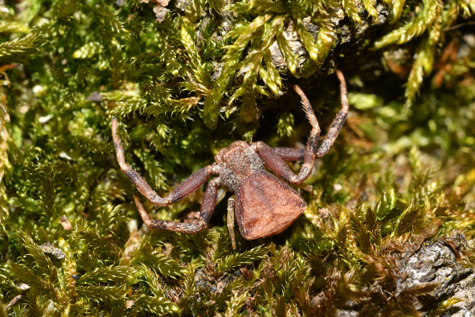 Pistius truncatus - csonka karolópók