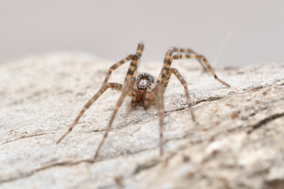 Tegenaria