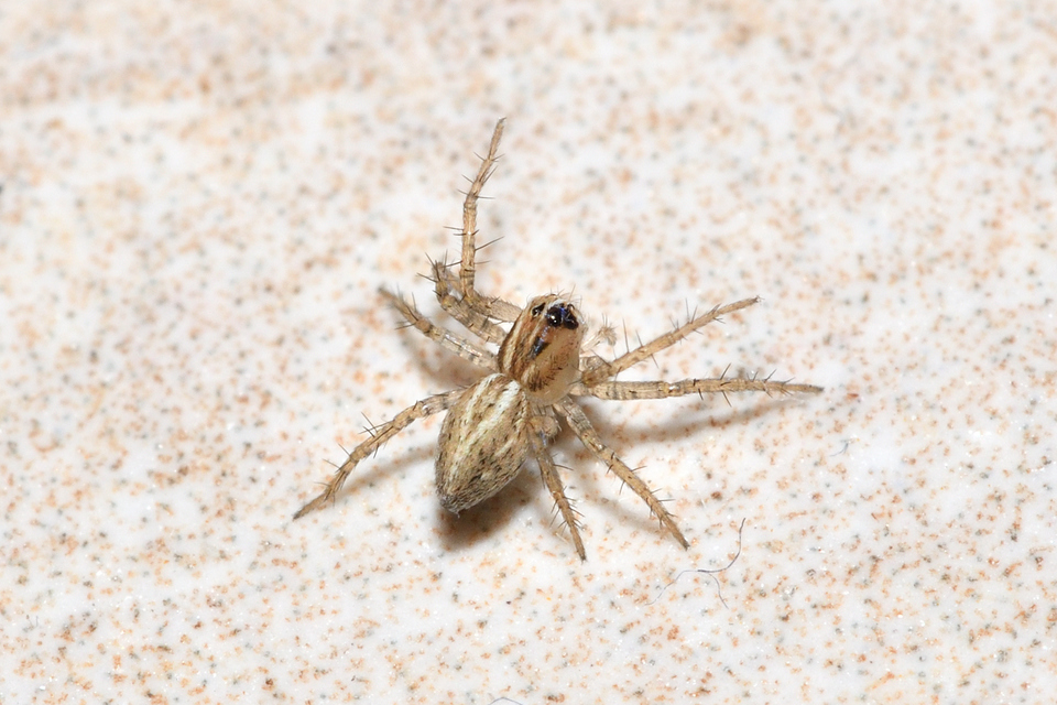 Oxyopes