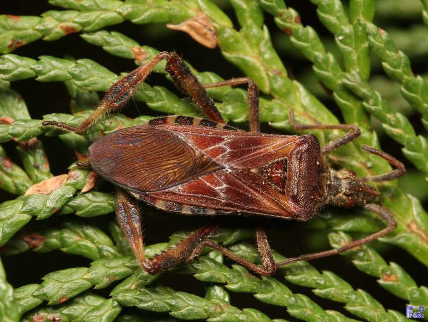Leptoglossus occidentalis - nyugati levéllábú poloska