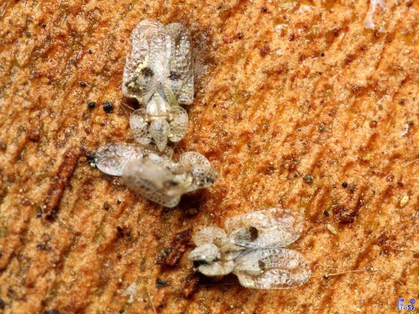 Corythucha ciliata - platán-csipkéspoloska