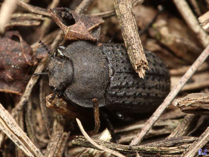 Opatrum sabulosum - sároshátú gyászbogár