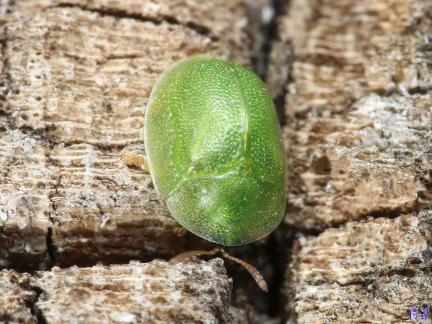 Cassida hemisphaerica - gömbölyded pajzsbogár Cassida hemisphaerica - gömbölyded pajzsbogár