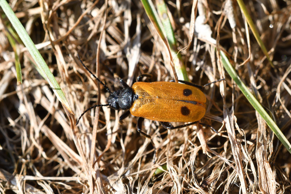 Apalus bimaculatus - kétfoltos élősdibogár