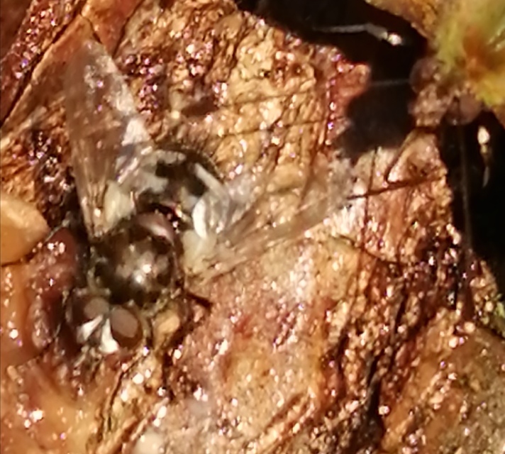 Ernestia puparum