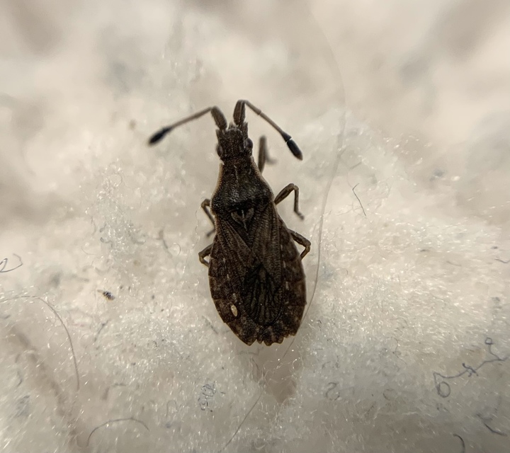 Spathocera lobata - laposcsápú karimáspoloska