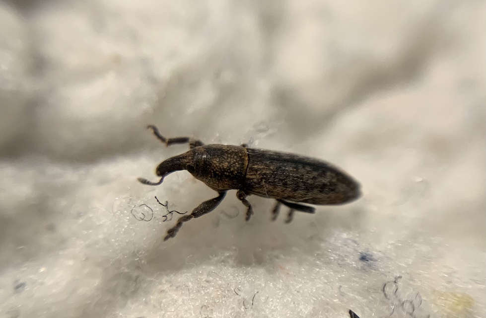 Lixus brevipes - vaskosorrú dudvabarkó