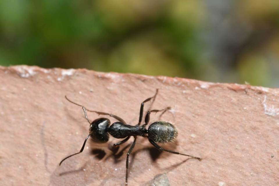 Camponotus vagus - fekete lóhangya
