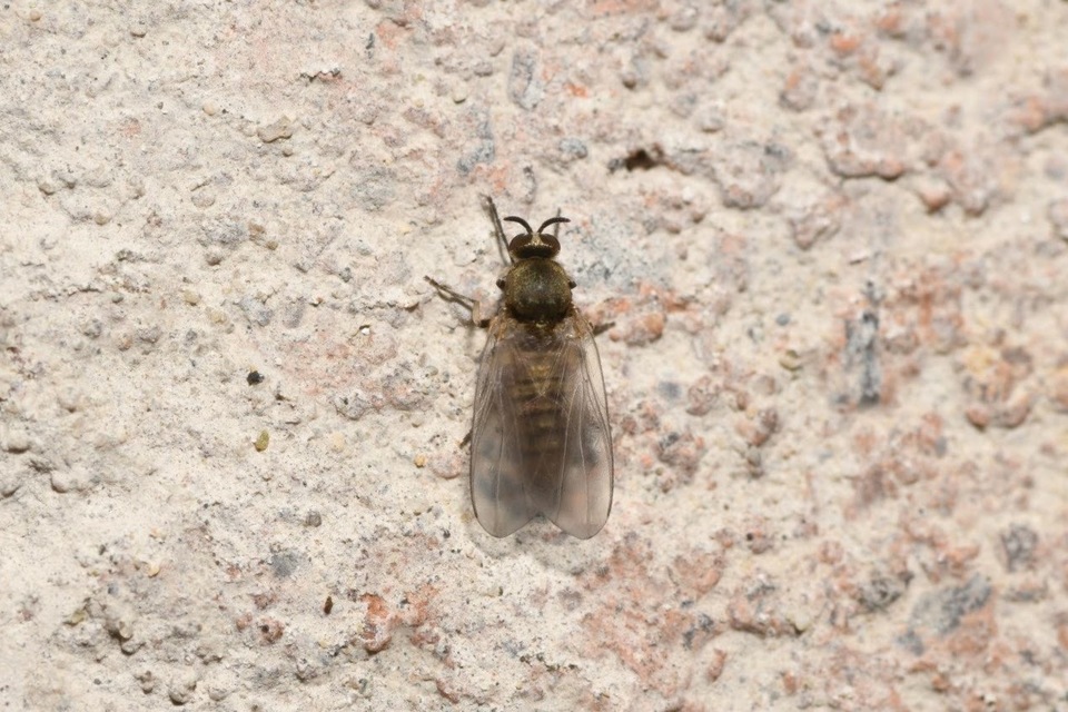 Simuliidae - púposszúnyogok