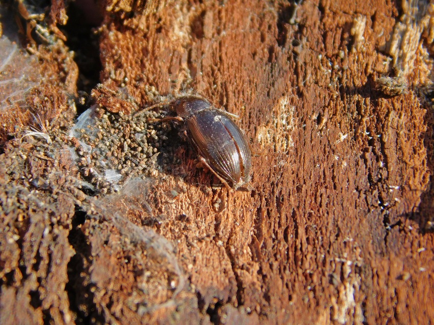Nalassus dermestoides - rövidszárnyú gyászbogár