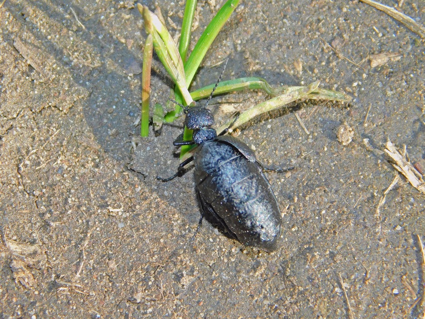 Meloe rugosus - ráncos nünüke