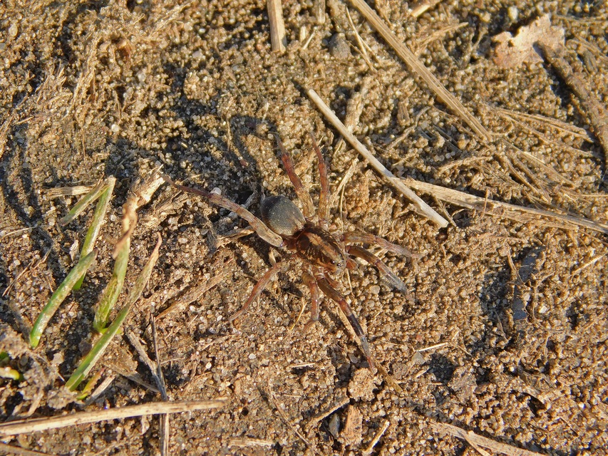 Trochosa