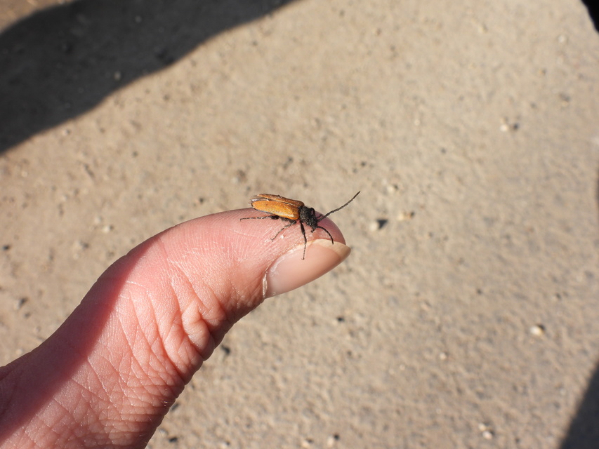 Apalus bimaculatus - kétfoltos élősdibogár
