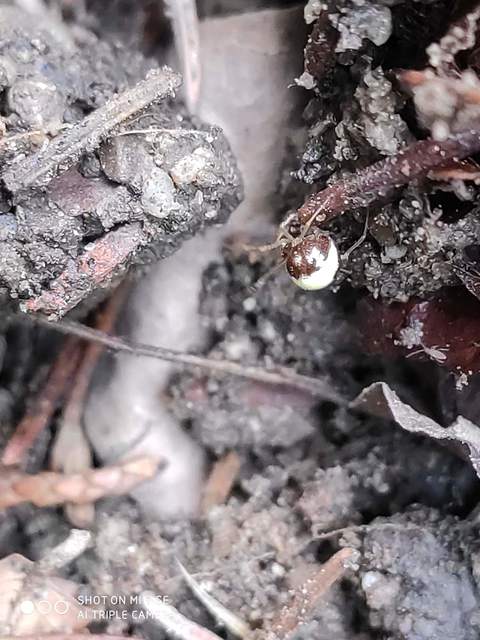 Neottiura bimaculata - dudva törpepók