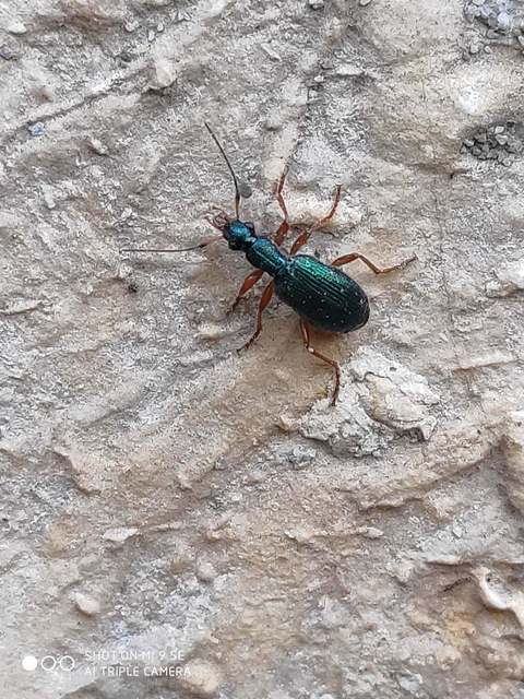 Drypta dentata - atlaszfutó