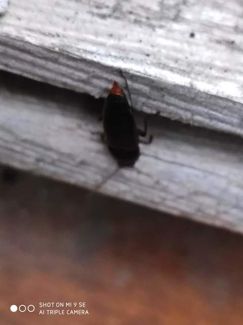 Melanotus
