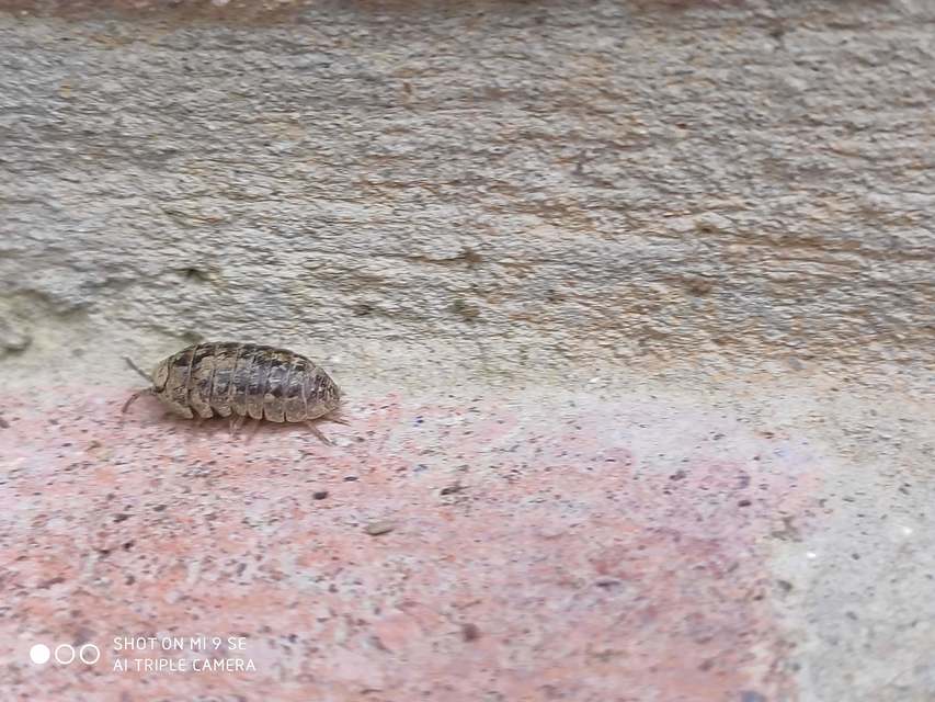 Armadillidiidae