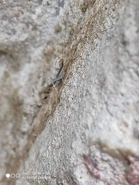 Oecanthus pellucens - pirregőtücsök