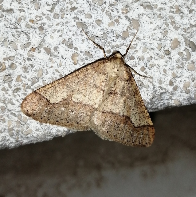 Agriopis marginaria - sárgás téliaraszoló