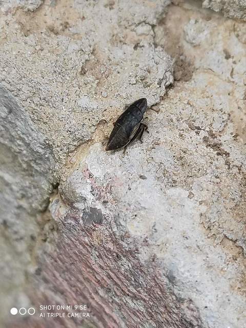 Aphrodes