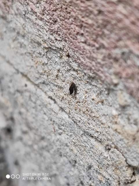 Delphacidae - sarkantyús kabócák