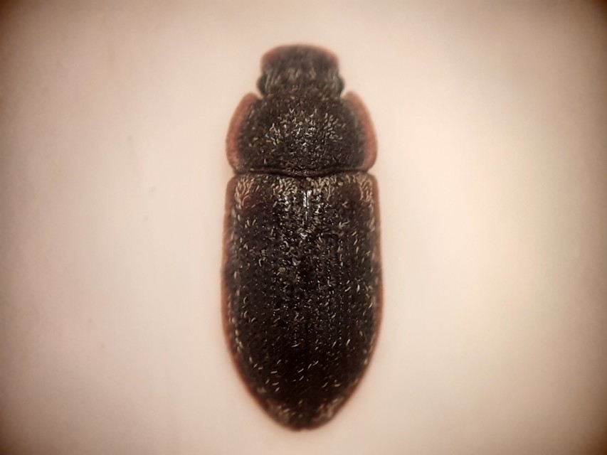 Colobicus hirtus - szegélyes héjbogár