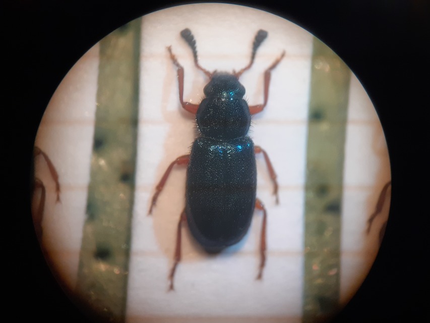 Necrobia rufipes - vöröslábú hullabogár