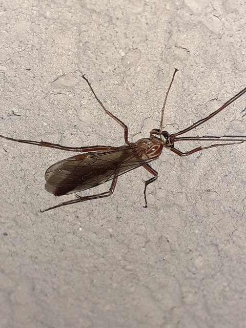 Ophion obscuratus