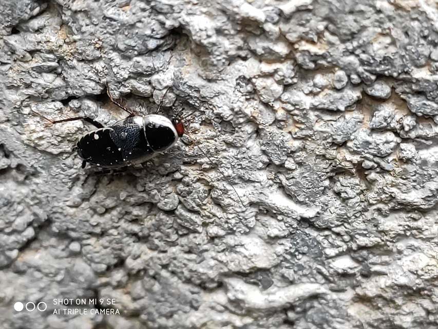 Phyllodromica megerlei - pontozott avarcsótány
