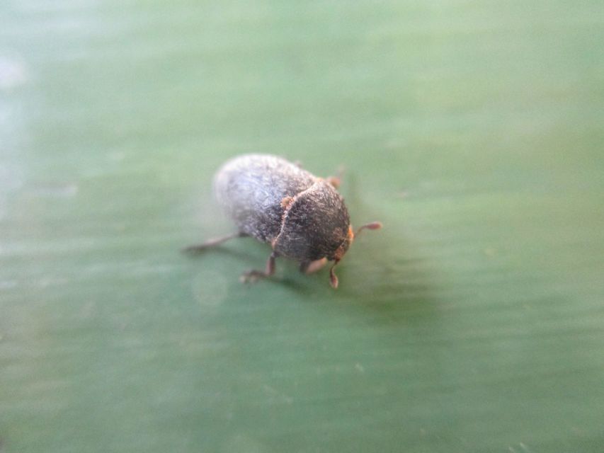 Dermestes laniarius - gyászos porva
