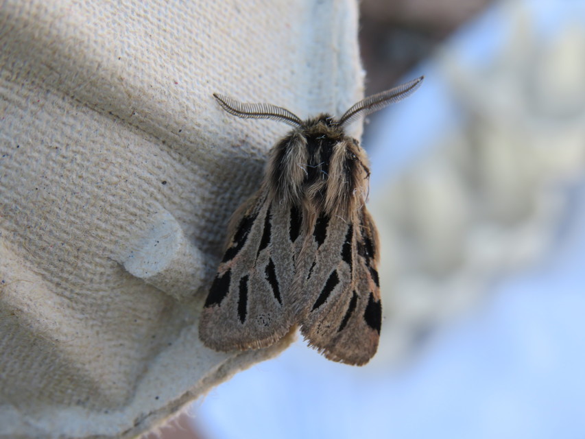 Ocnogyna parasita - csonkaszárnyú medvelepke
