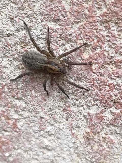 Trochosa