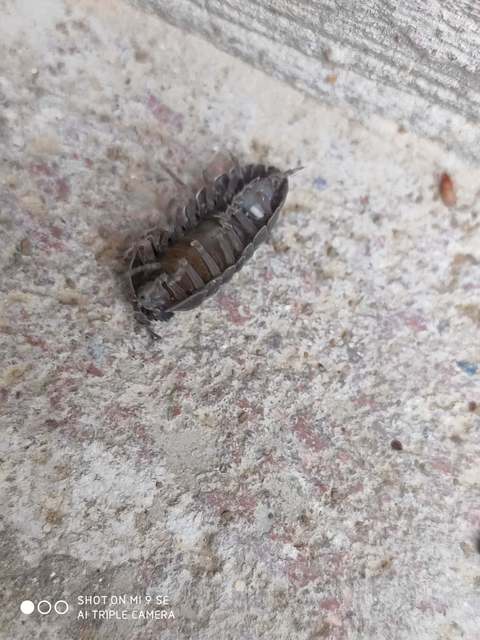 Armadillidium
