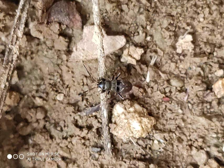 Rhyparochromus