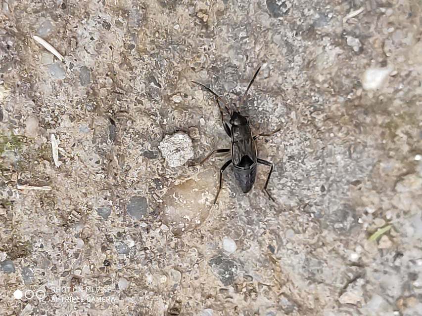 Rhyparochromus