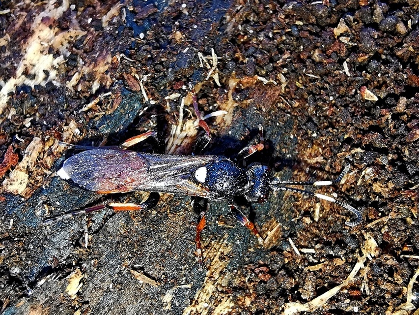 Hymenoptera - Hártyásszárnyúak