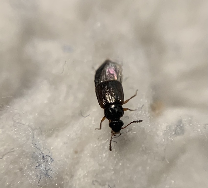 Omalium rivulare - gödörkés barázdásholyva