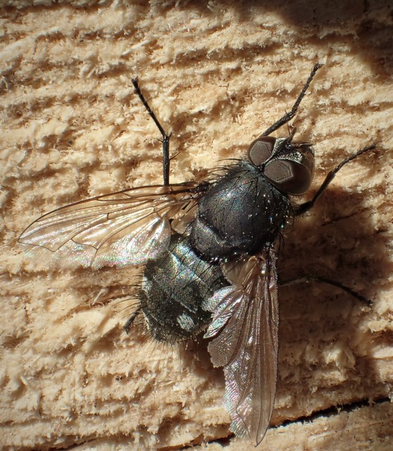Pollenia