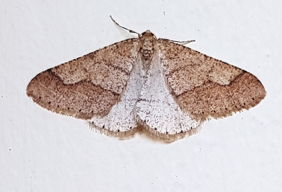 Agriopis marginaria - sárgás téliaraszoló