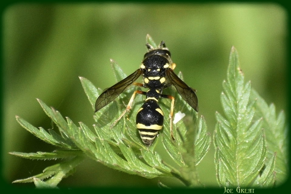 Eumenes