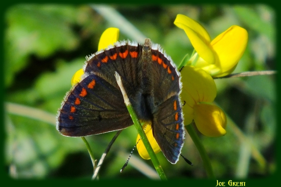 Aricia agestis - szerecsenboglárka
