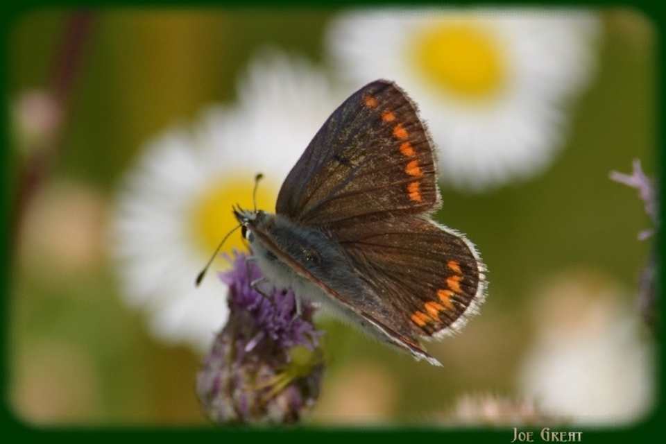 Aricia agestis - szerecsenboglárka