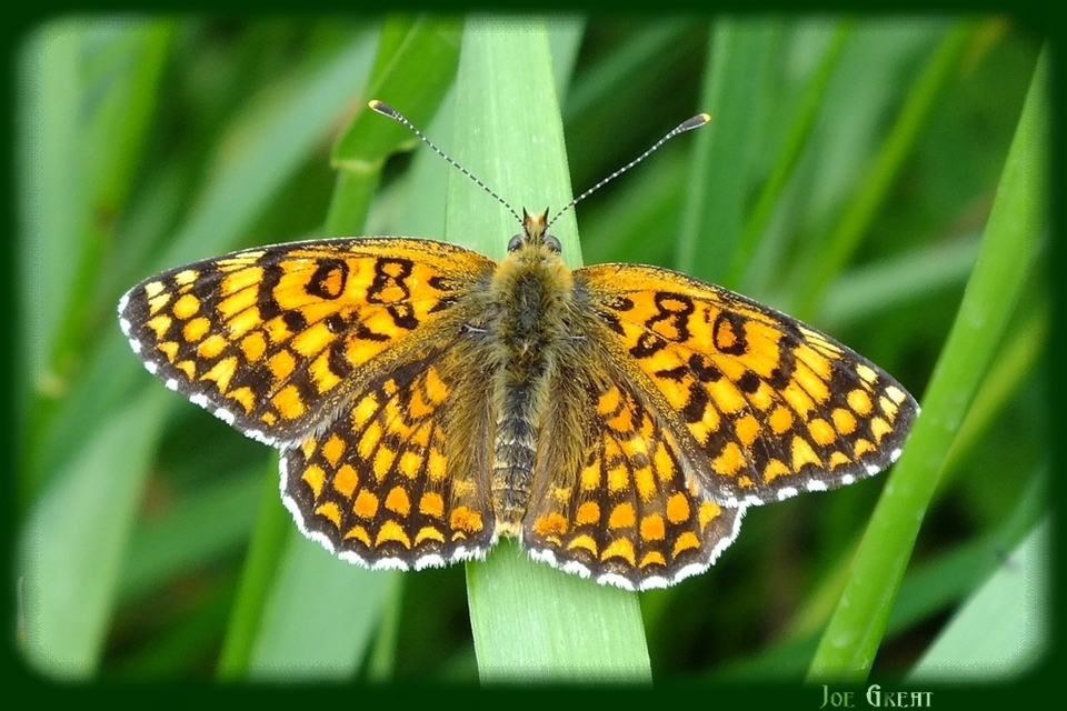 Melitaea phoebe - nagy tarkalepke