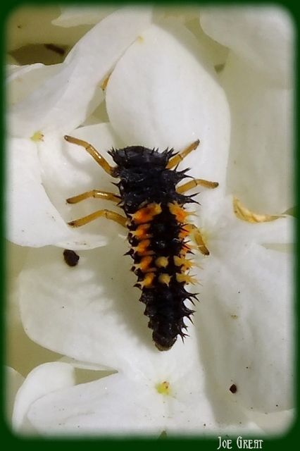 Harmonia axyridis - harlekinkatica