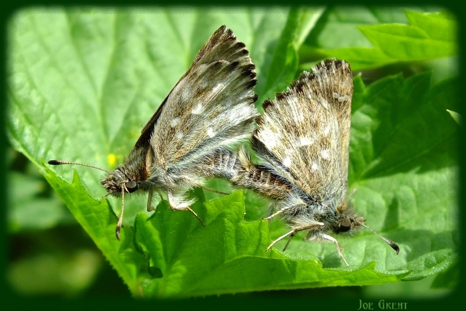 Carcharodus floccifera - pemetefű-busalepke