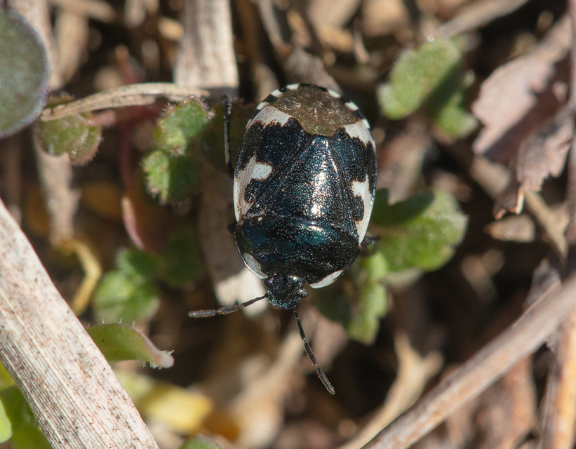 Tritomegas bicolor - foltos földipoloska