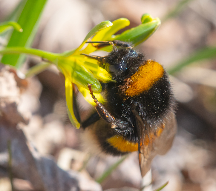 Bombus - poszméhek