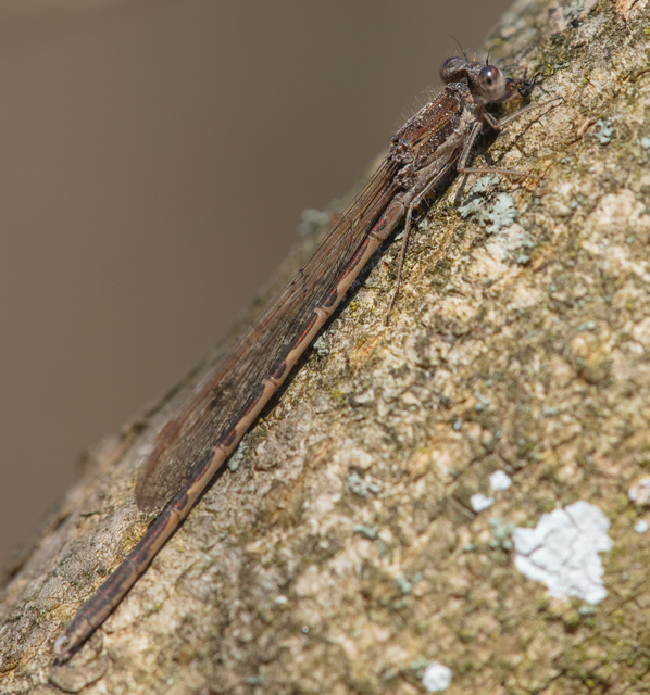 Sympecma fusca - téli rablószitakötő